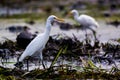 TheÃÂ cattle egretÃÂ - Bubulcus ibis